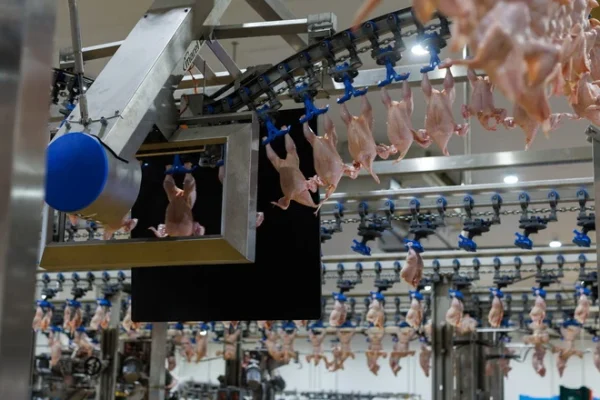 Собівартість продукції: головний виклик для птахівництва